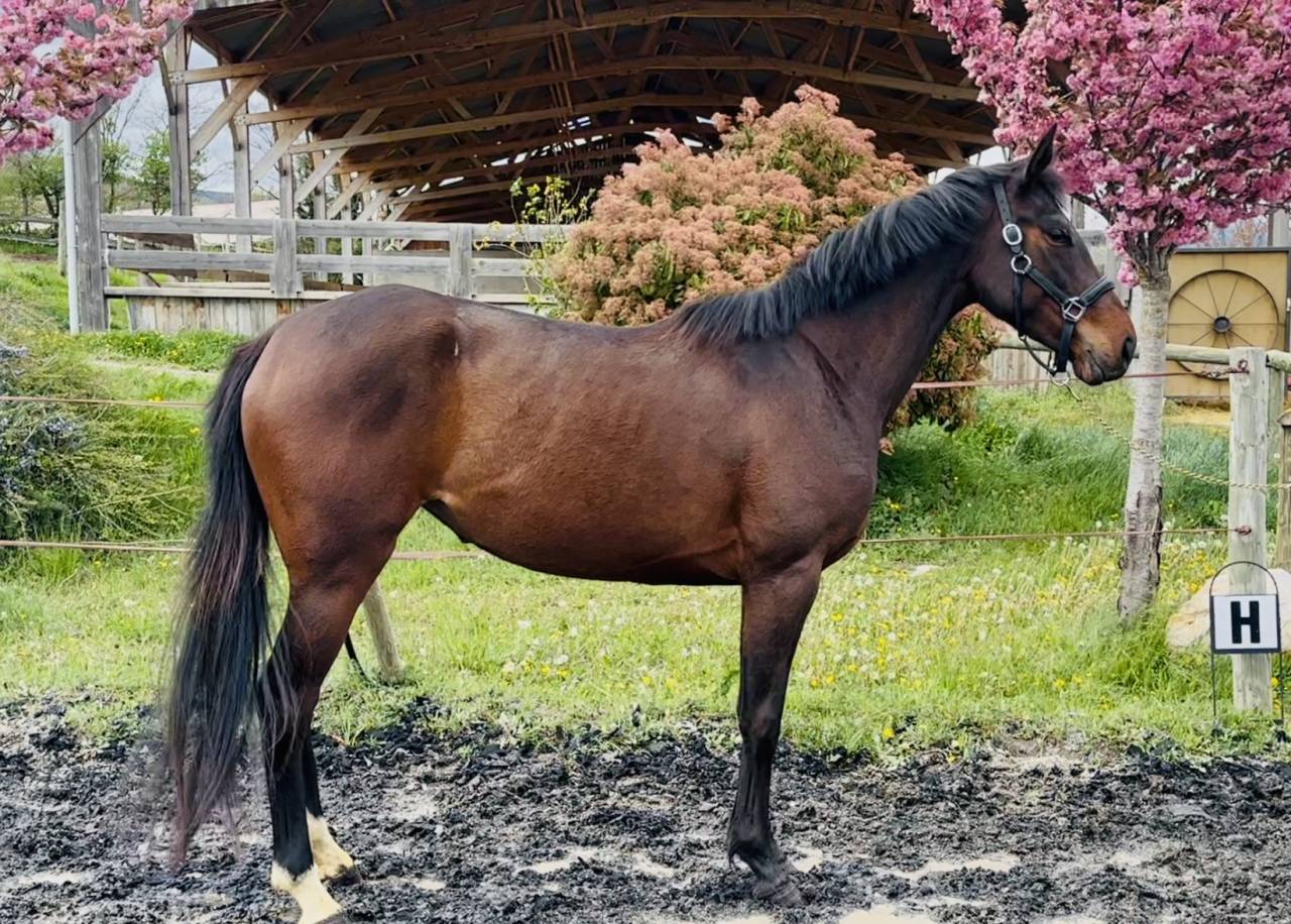 Mare Selle Français For sale 2022 Bay