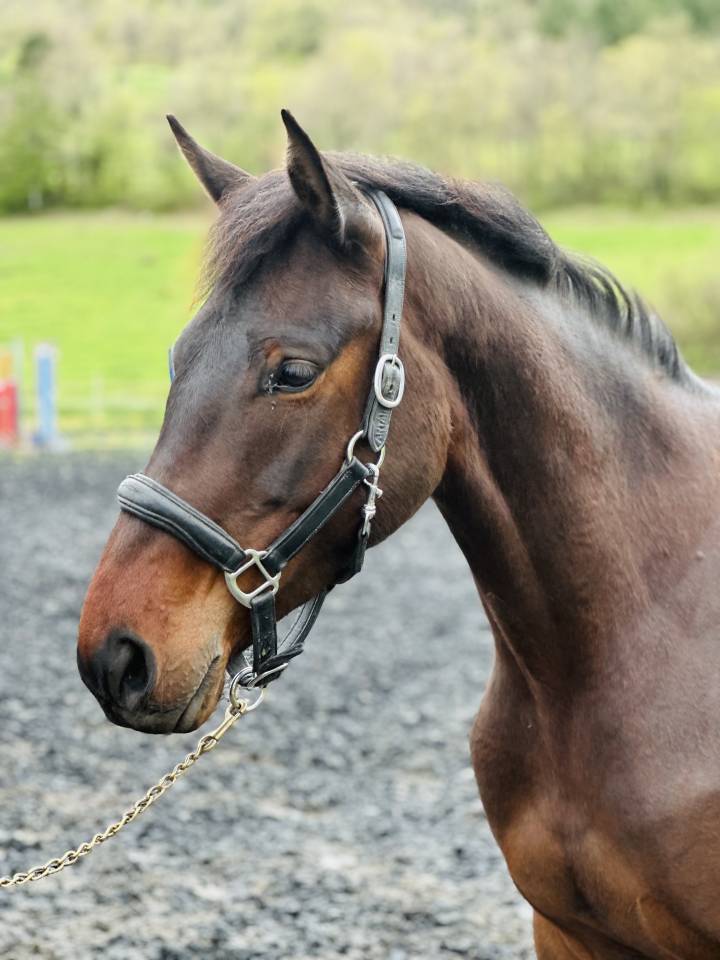 Mare Selle Français For sale 2022 Bay