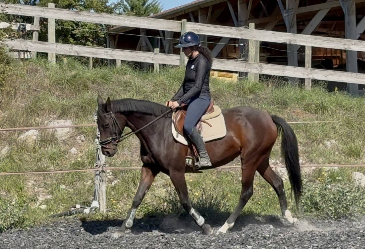 Mare Selle Français For sale 2022 Bay