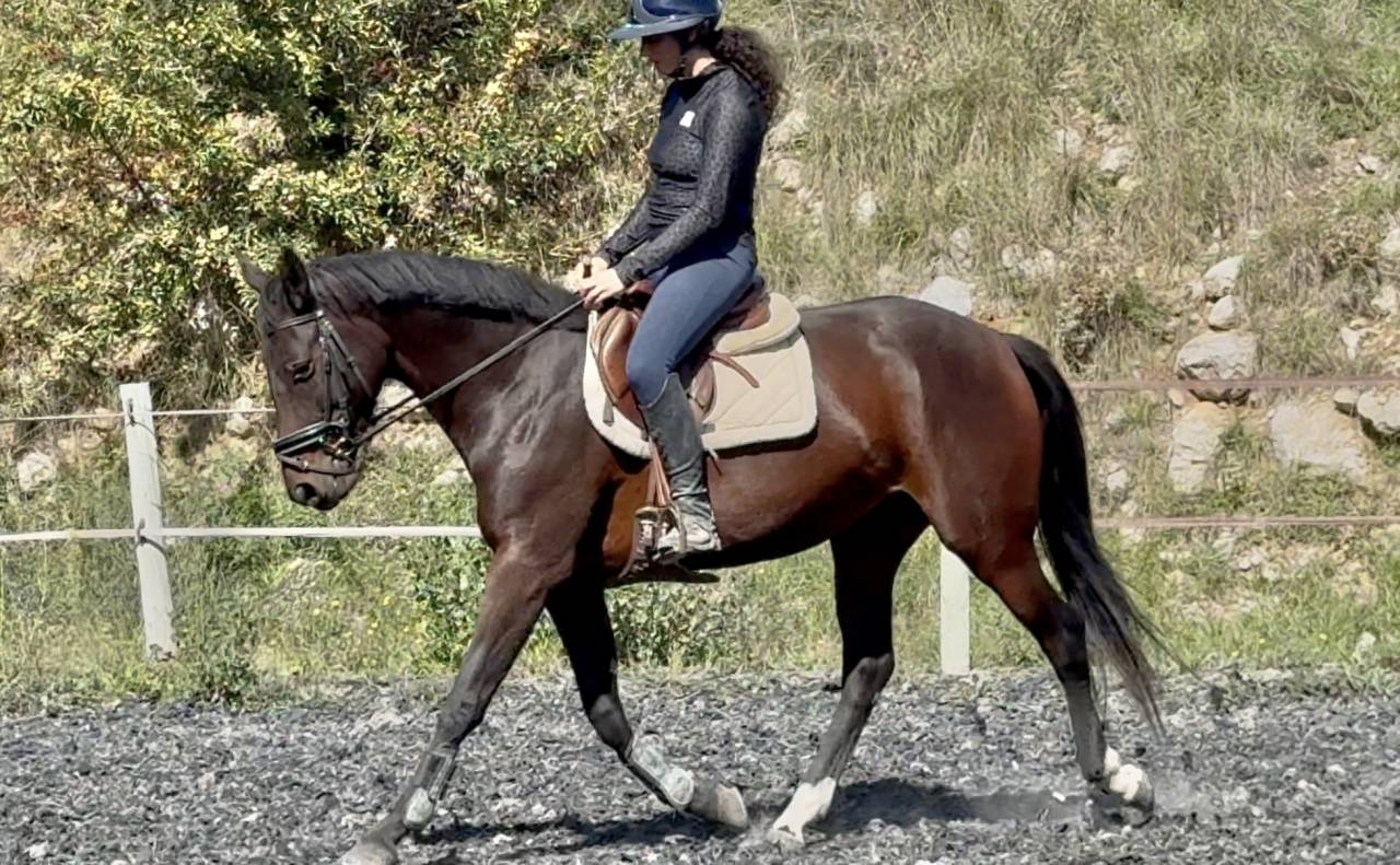 Mare Selle Français For sale 2022 Bay