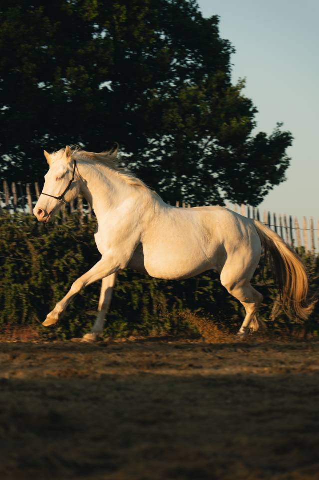 Mare Creme For sale 2021 Cream