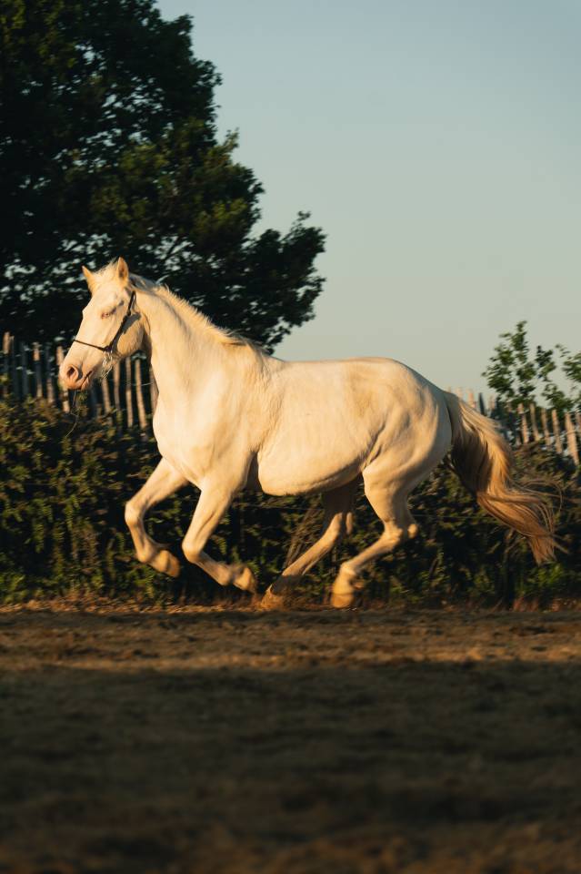 Mare Creme For sale 2021 Cream