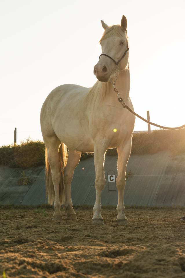 Mare Creme For sale 2021 Cream