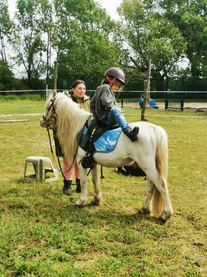 Stallion Welsh Pony (Section A) For sale 2000 Cream