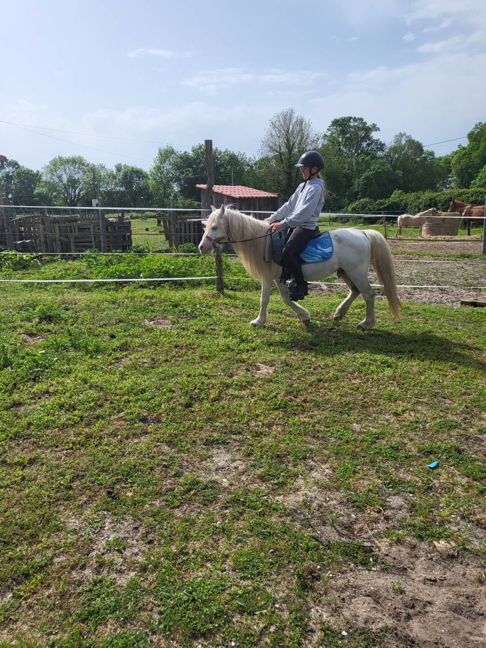 Stallion Welsh Pony (Section A) For sale 2000 Cream
