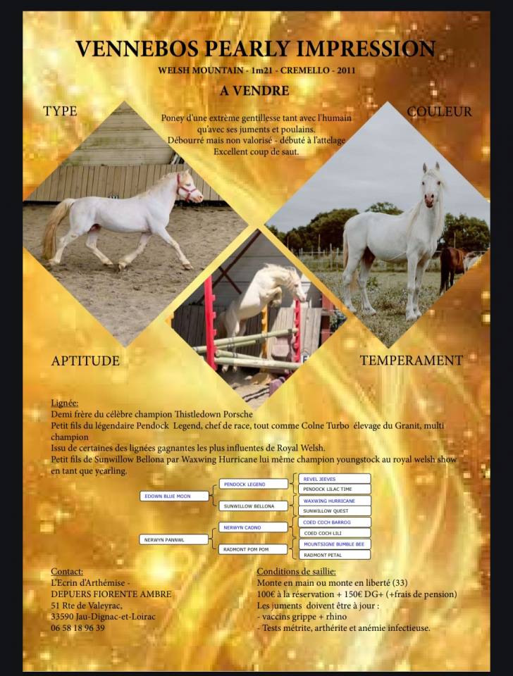 Stallion Welsh Pony (Section A) For sale 2000 Cream