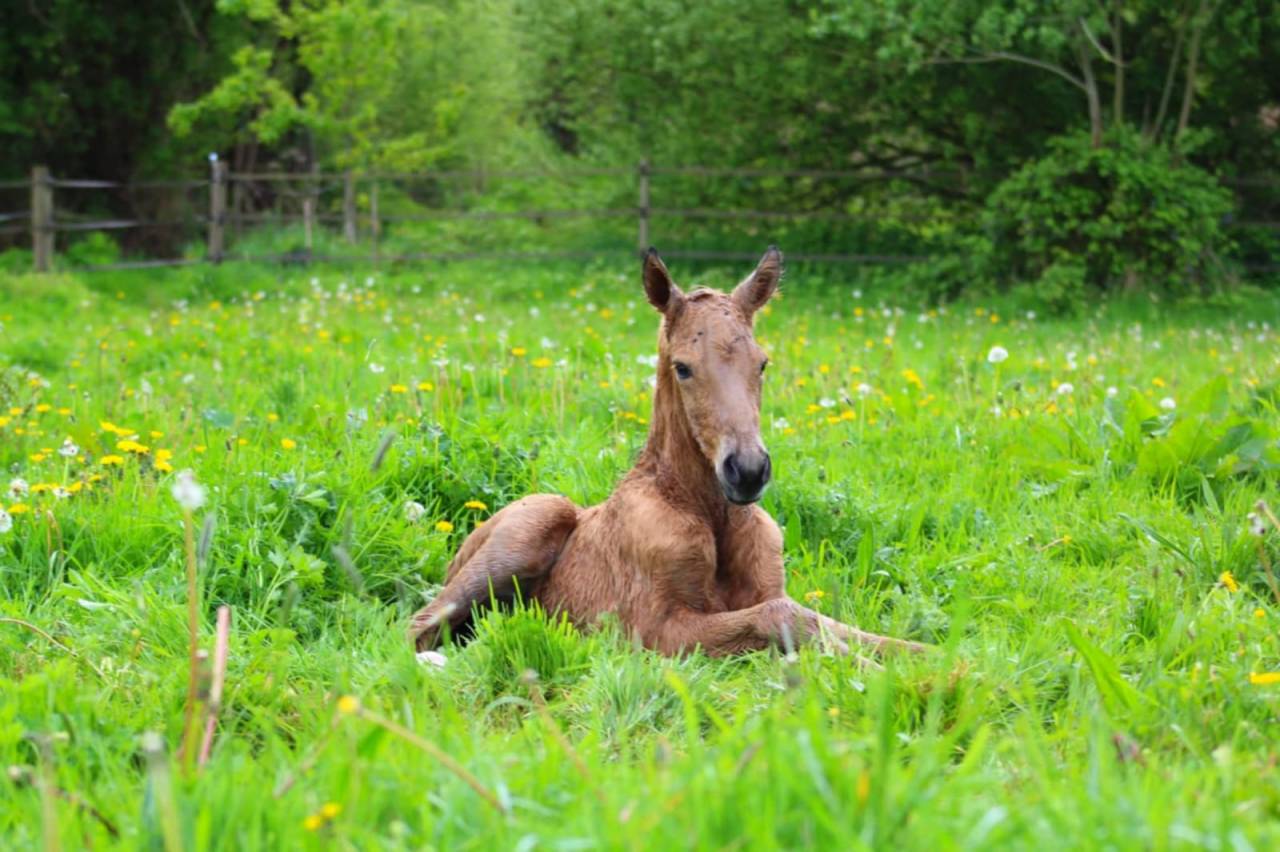 Colt Lusitano For sale 2025 Buckskin