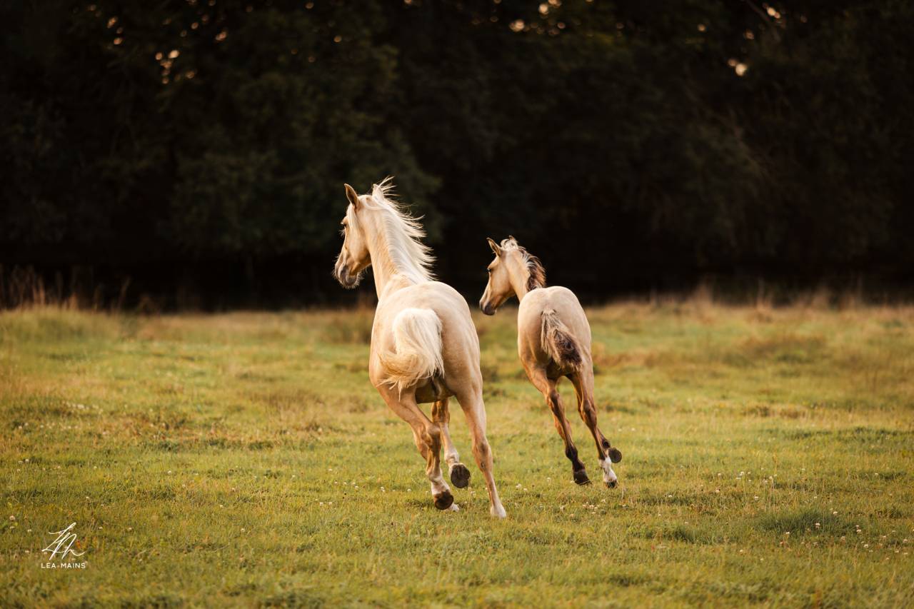 Colt Lusitano For sale 2025 Buckskin