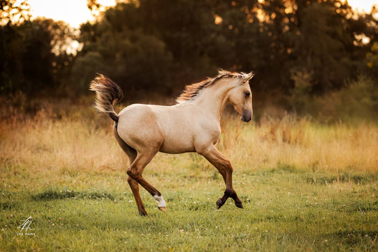 Colt Lusitano For sale 2025 Buckskin