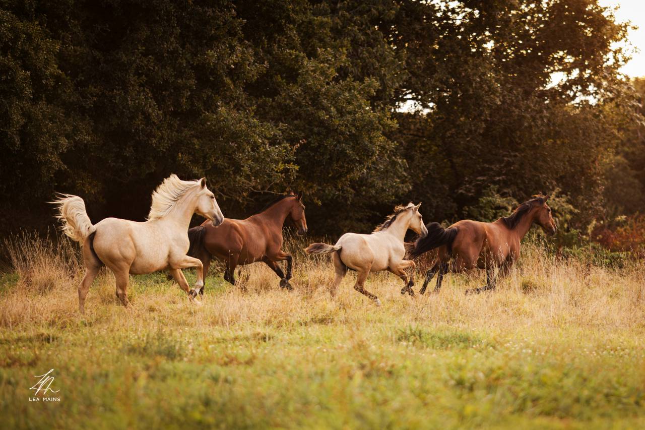 Colt Lusitano For sale 2025 Buckskin
