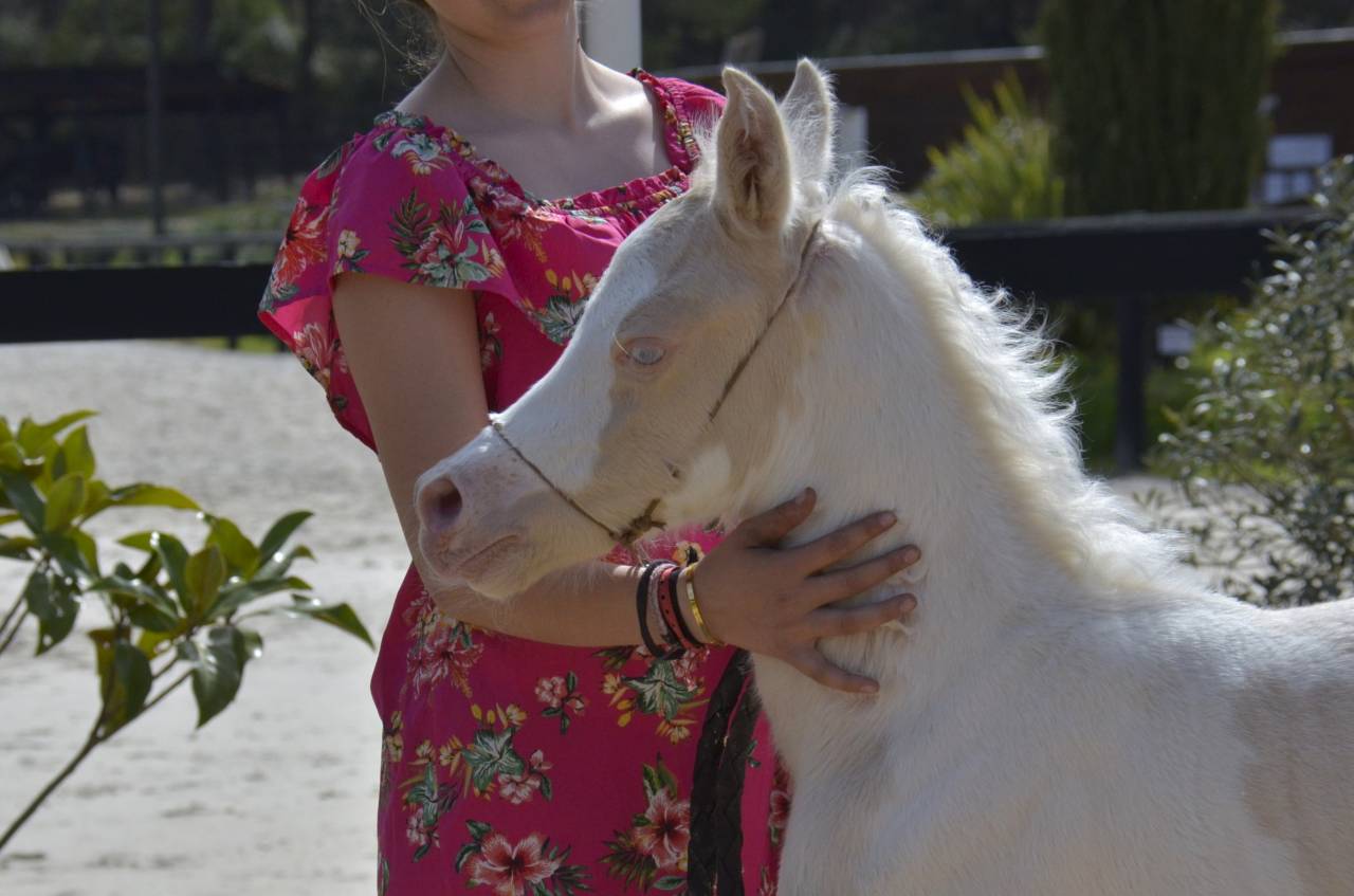 Filly Arabian Half Blood For sale 2025 Cream