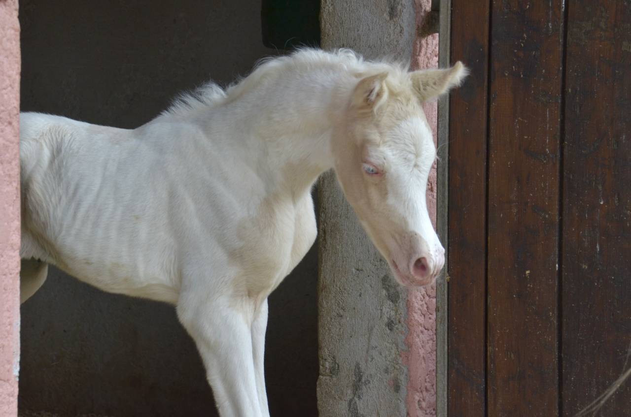 Filly Arabian Half Blood For sale 2025 Cream