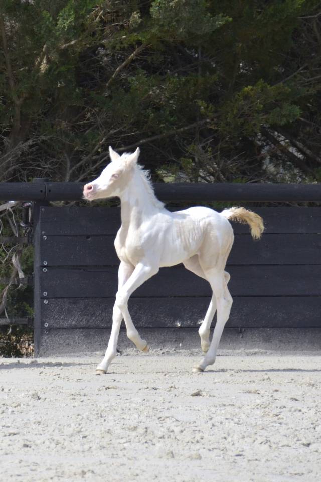 Filly Arabian Half Blood For sale 2025 Cream