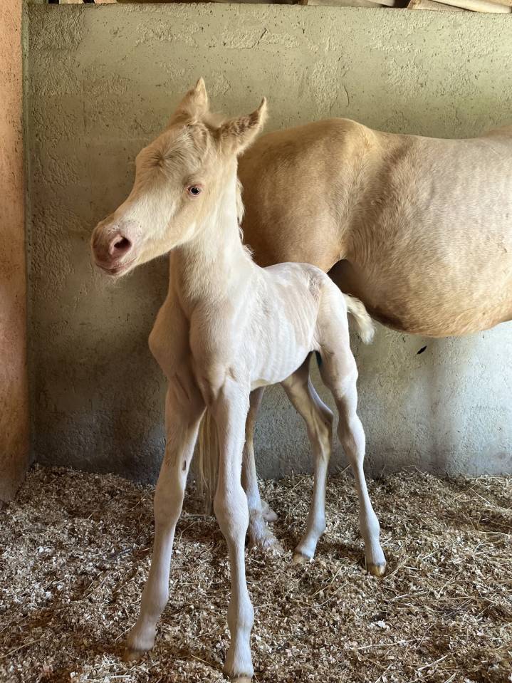 Filly Arabian Half Blood For sale 2025 Cream
