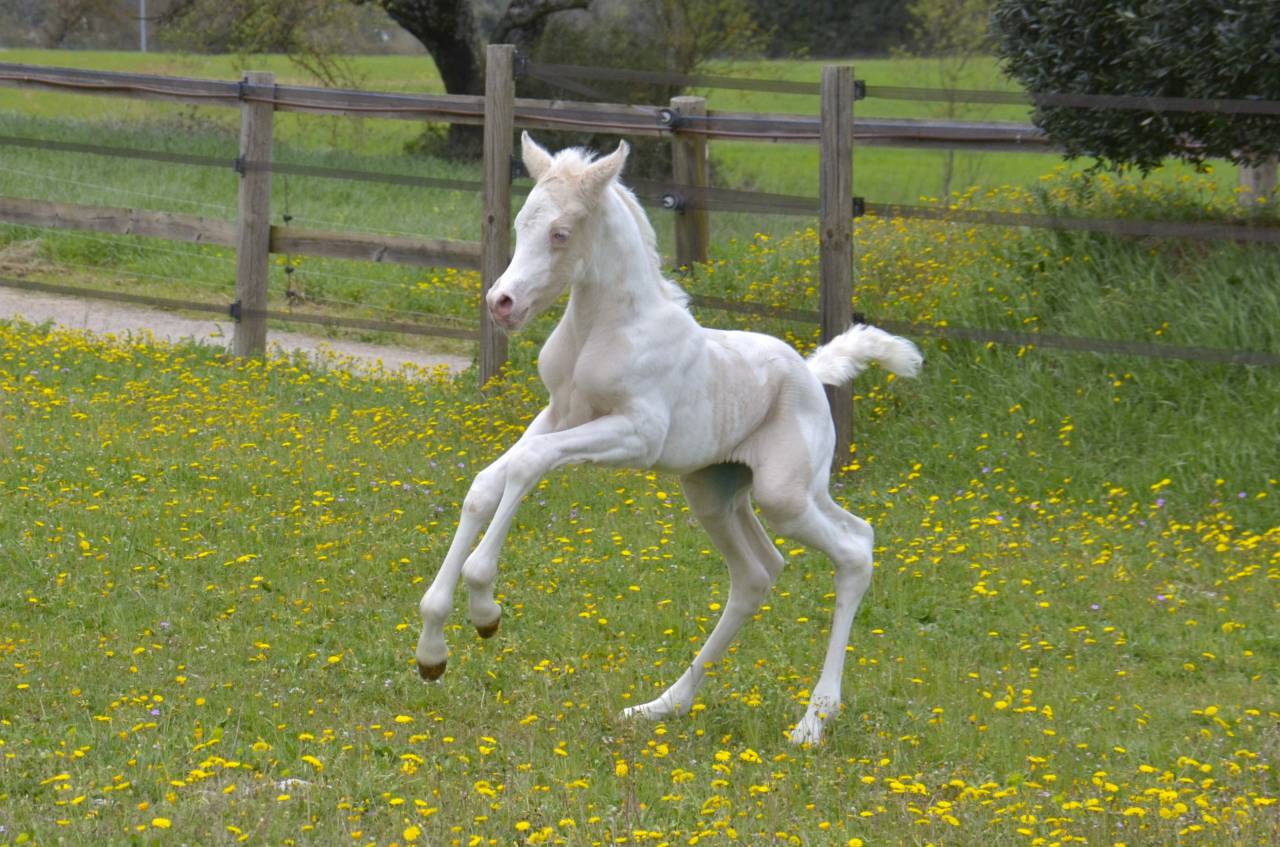 Filly Arabian Half Blood For sale 2025 Cream