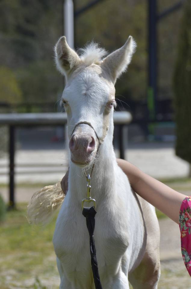 Filly Arabian Half Blood For sale 2025 Cream