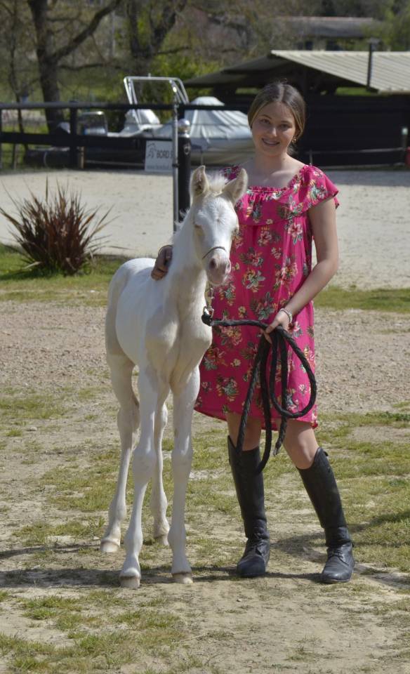Filly Arabian Half Blood For sale 2025 Cream