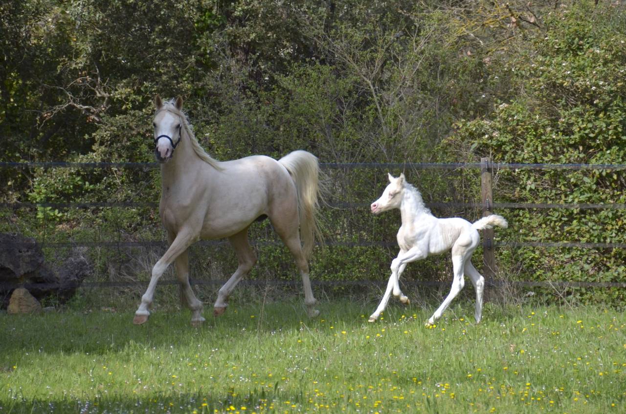 Filly Arabian Half Blood For sale 2025 Cream