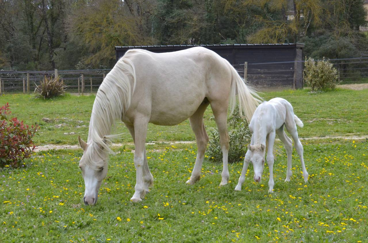 Filly Arabian Half Blood For sale 2025 Cream