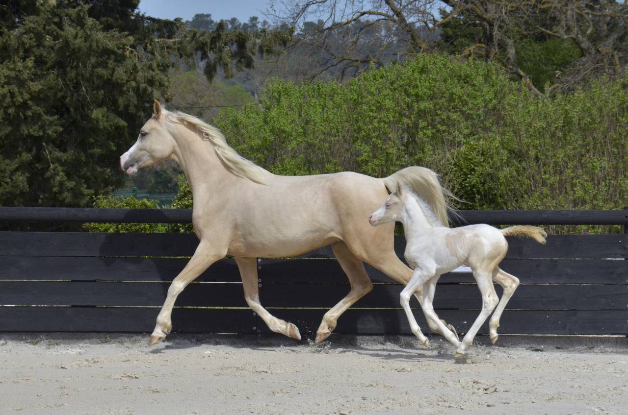 Filly Arabian Half Blood For sale 2025 Cream