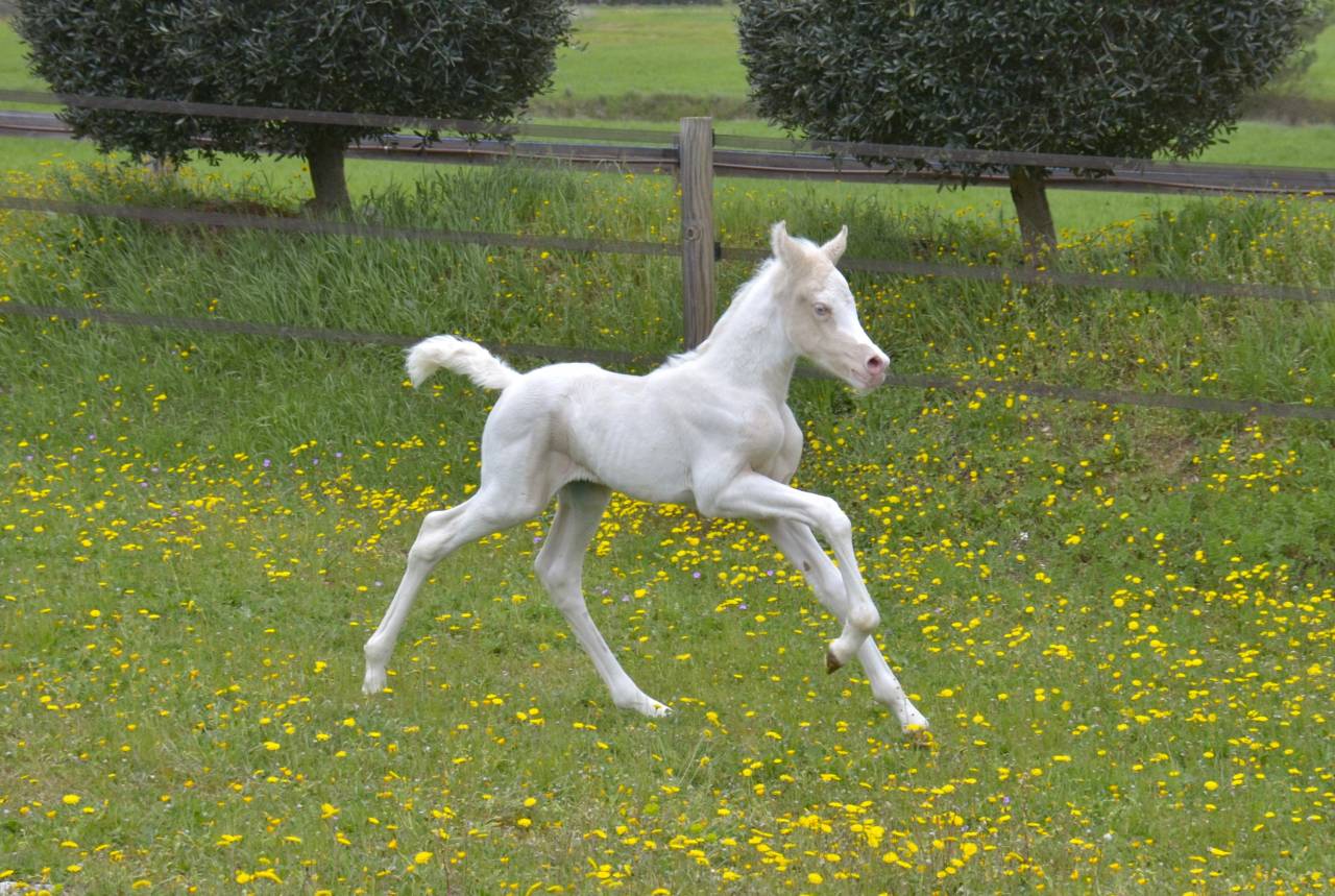 Filly Arabian Half Blood For sale 2025 Cream