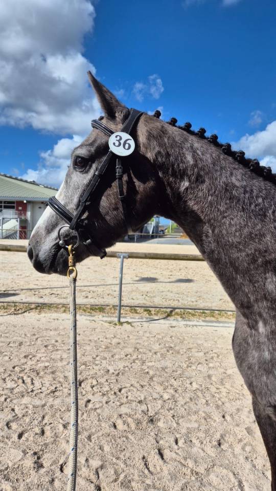 Gelding Selle Français For sale 2022 Grey