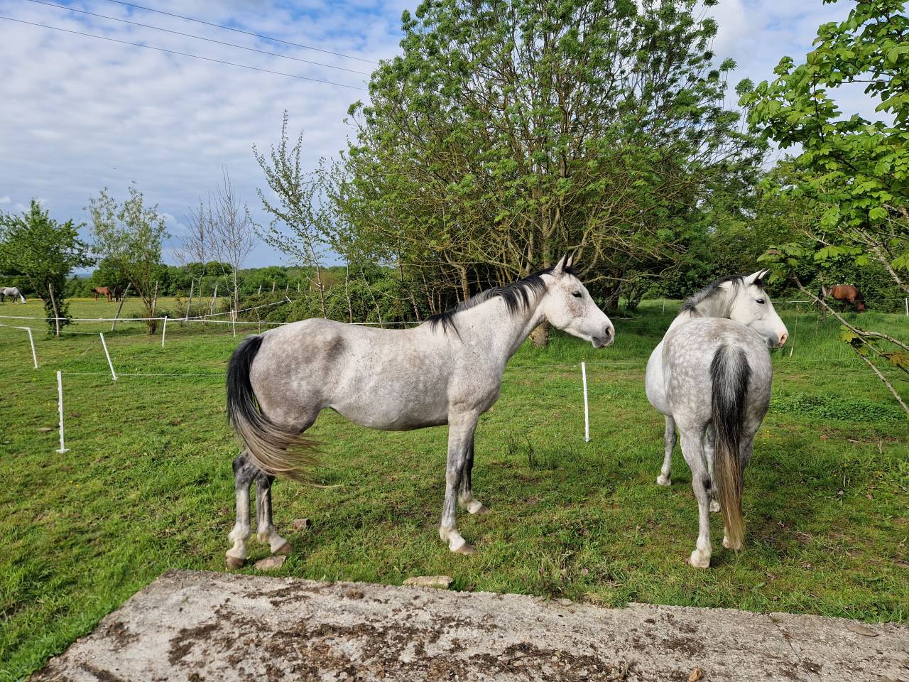 Mare CDE Caballo Deporte Espanol For sale 2019 Grey