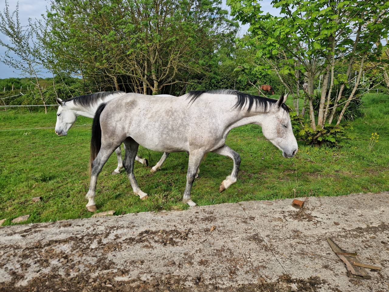 Mare CDE Caballo Deporte Espanol For sale 2019 Grey