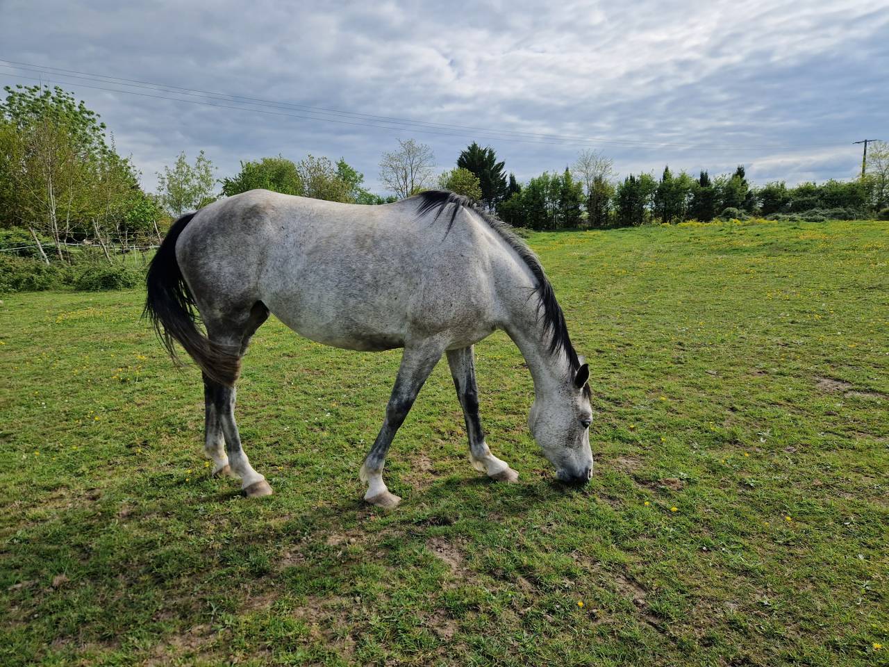 Mare CDE Caballo Deporte Espanol For sale 2019 Grey
