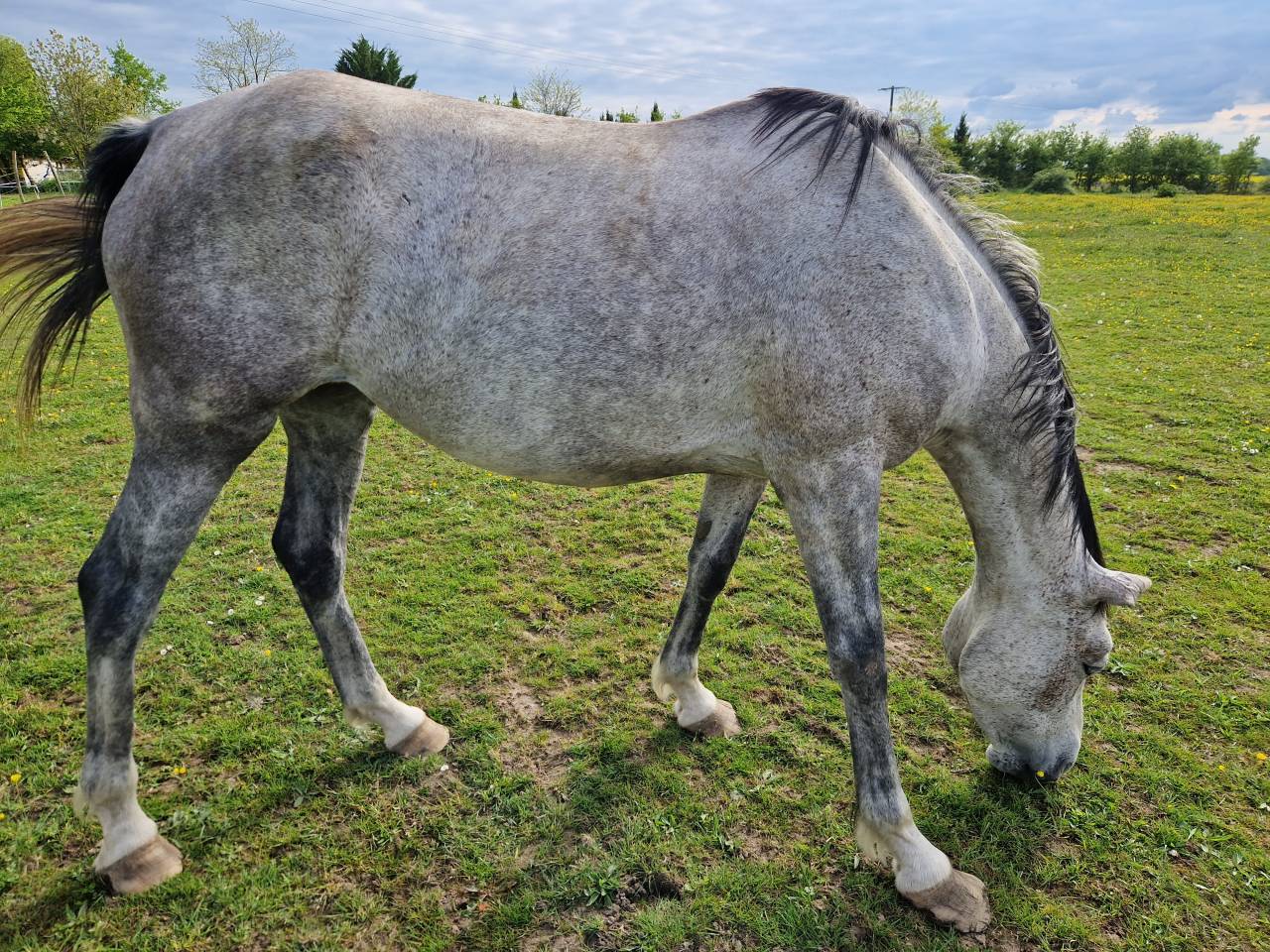 Mare CDE Caballo Deporte Espanol For sale 2019 Grey