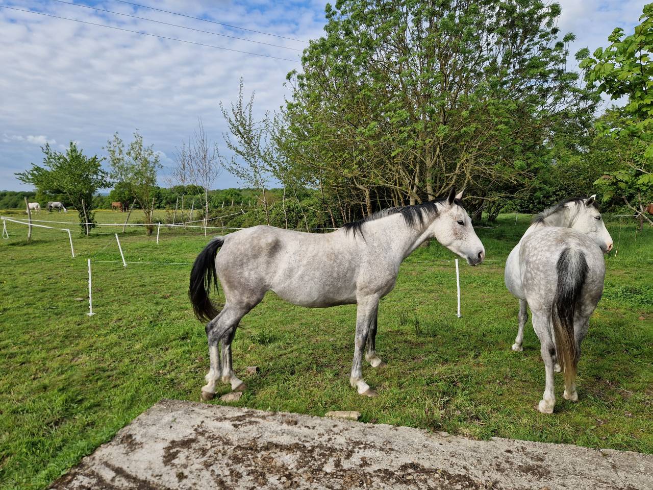 Mare CDE Caballo Deporte Espanol For sale 2019 Grey