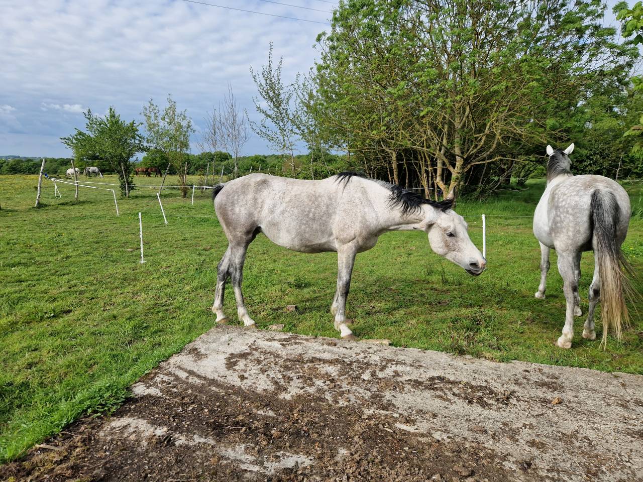 Mare CDE Caballo Deporte Espanol For sale 2019 Grey