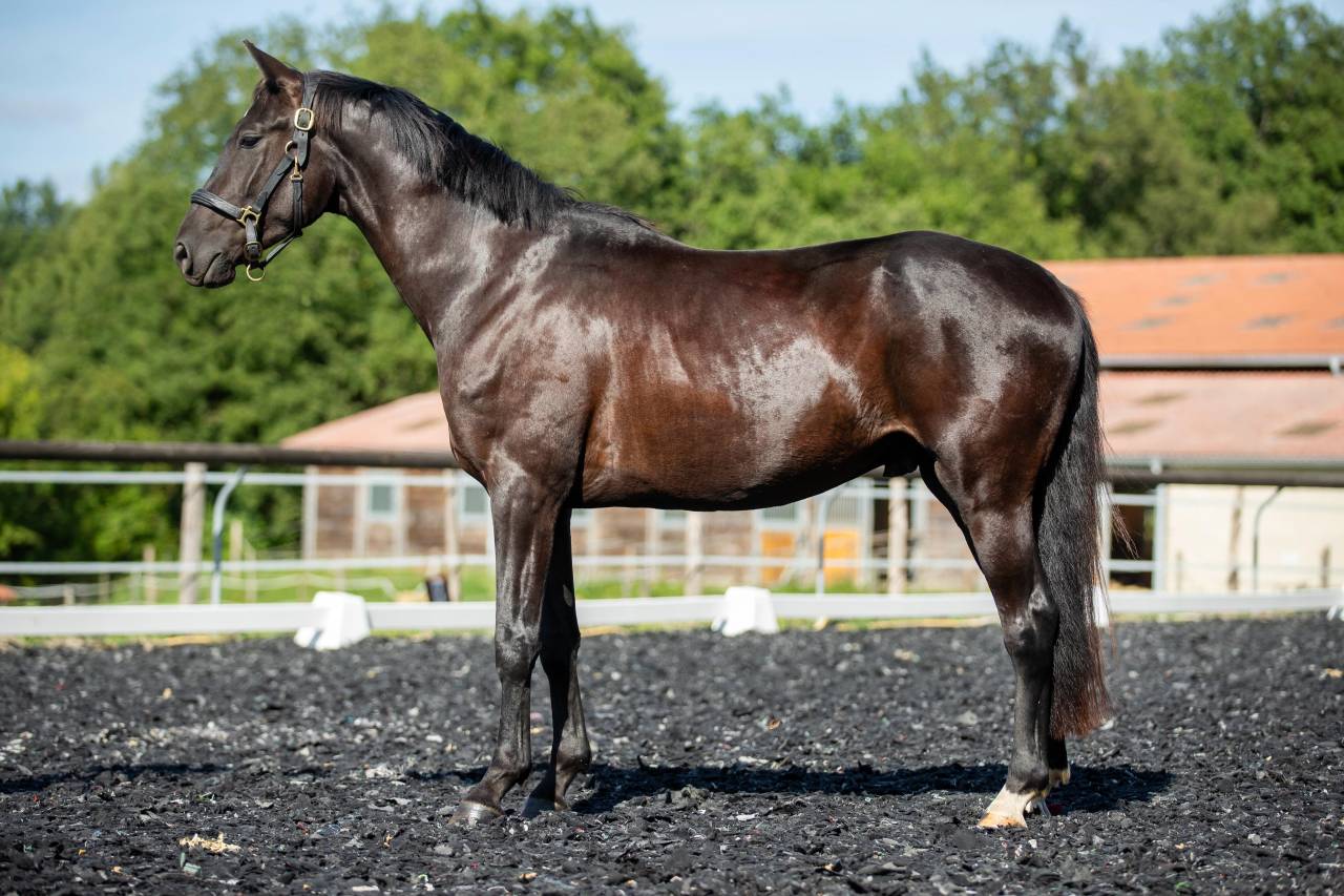 Gelding KWPN Dutch Warmblood For sale 2021 Black