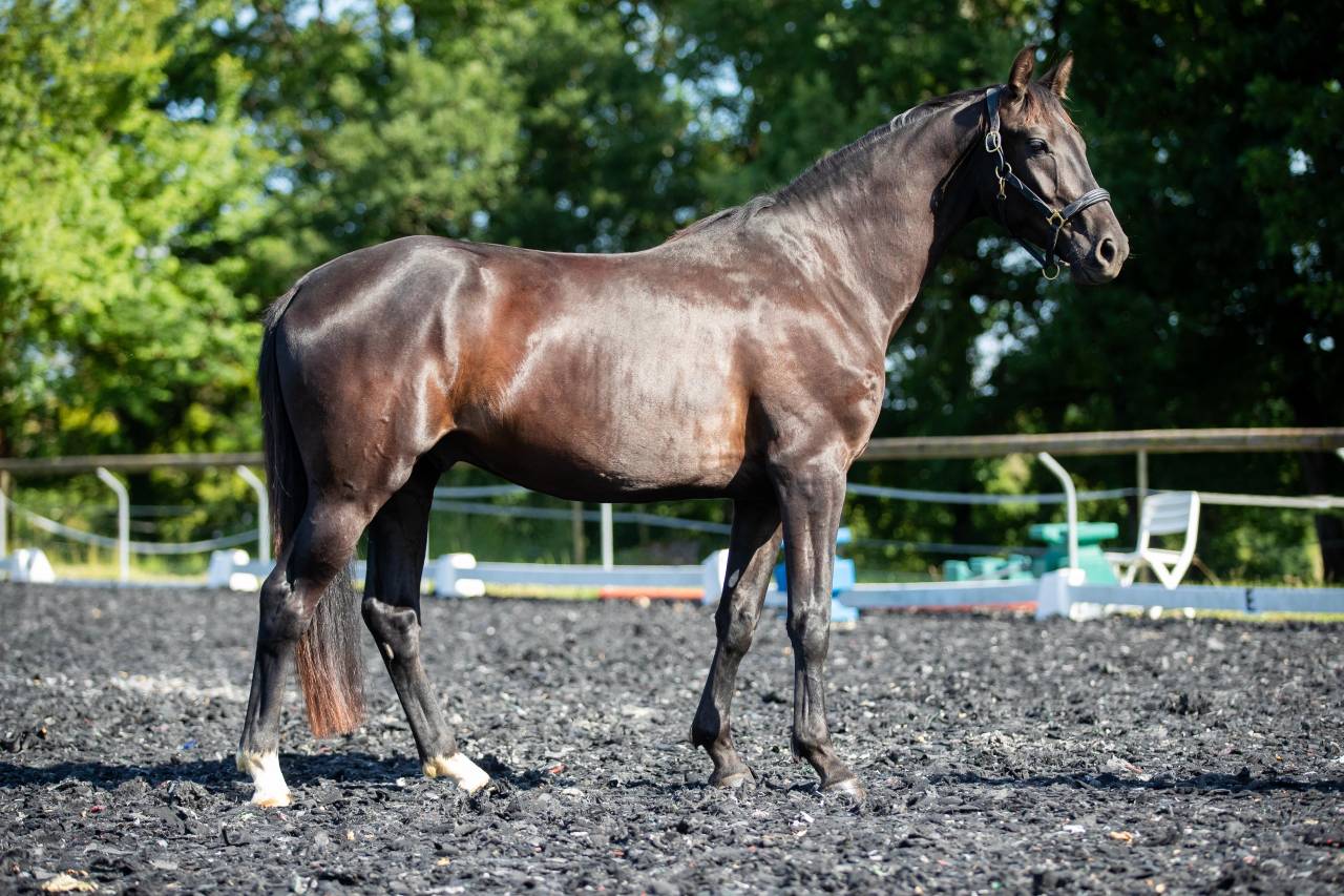 Gelding KWPN Dutch Warmblood For sale 2021 Black