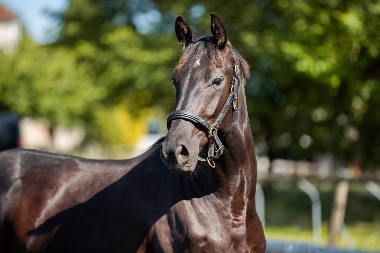 Gelding KWPN Dutch Warmblood For sale 2021 Black