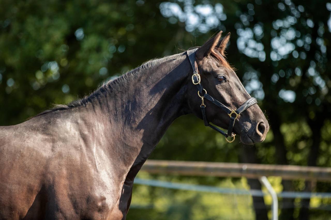 Gelding KWPN Dutch Warmblood For sale 2021 Black