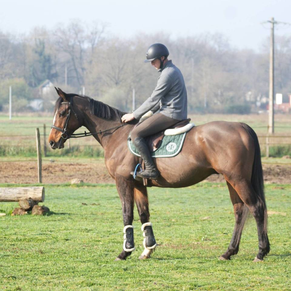 Gelding Thoroughbred For sale 2019 Bay