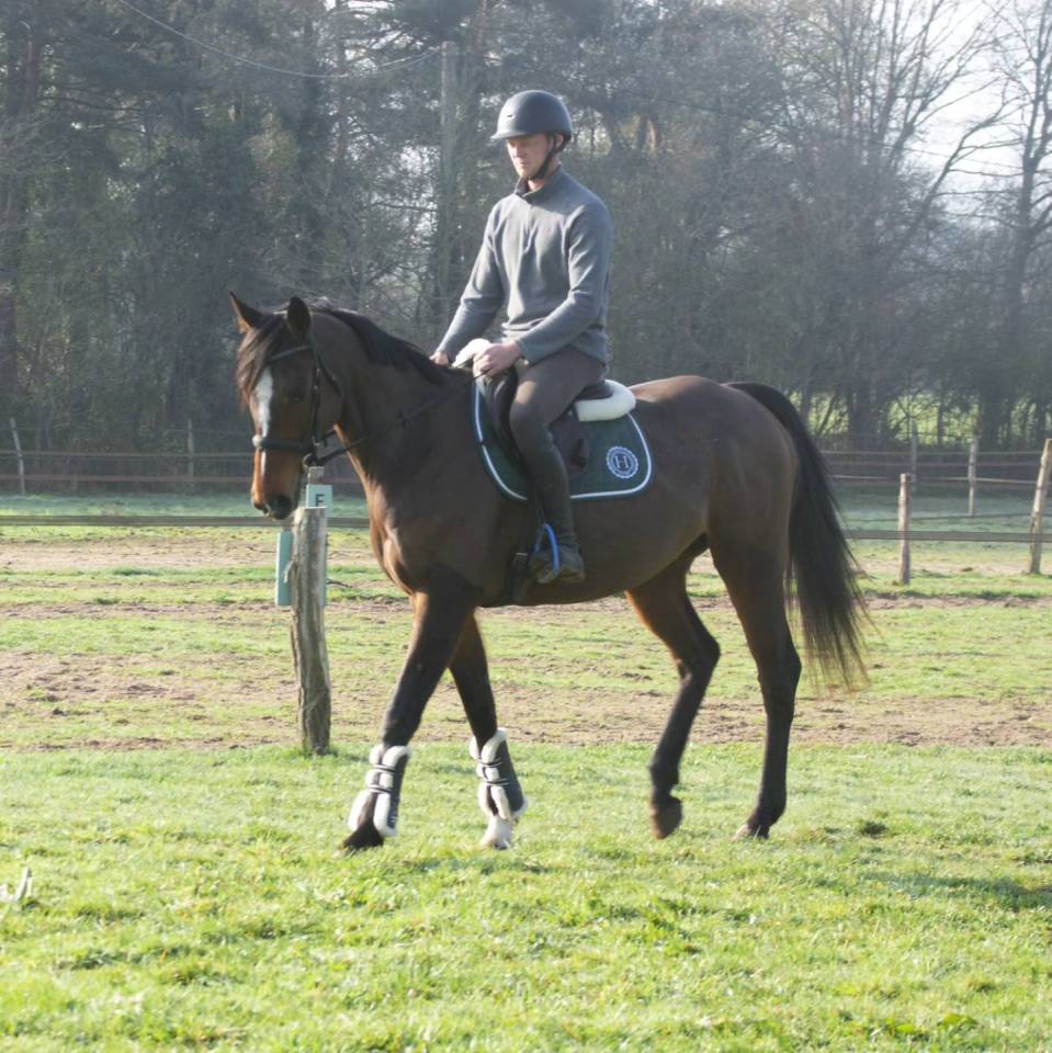 Gelding Thoroughbred For sale 2019 Bay