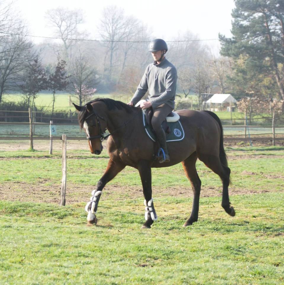 Gelding Thoroughbred For sale 2019 Bay