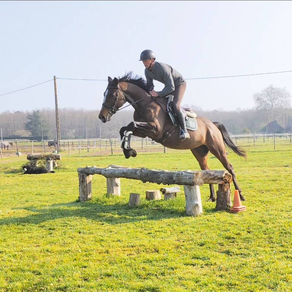 Gelding Thoroughbred For sale 2019 Bay