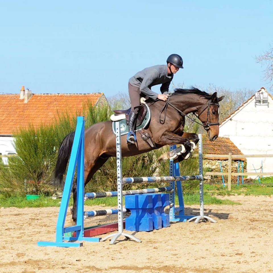 Gelding Thoroughbred For sale 2019 Bay