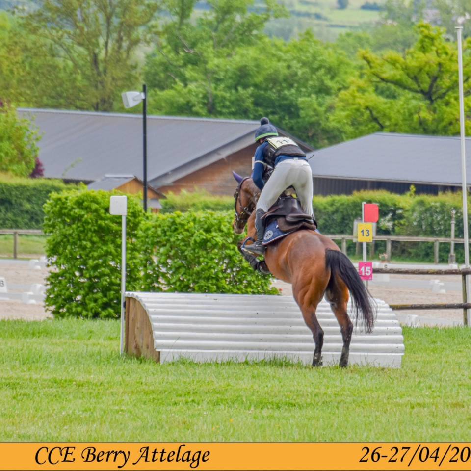 Gelding Thoroughbred For sale 2019 Bay