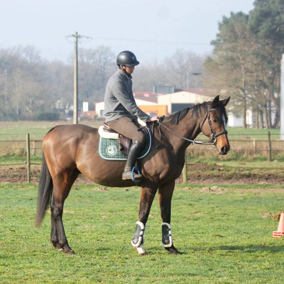 Gelding Thoroughbred For sale 2019 Bay