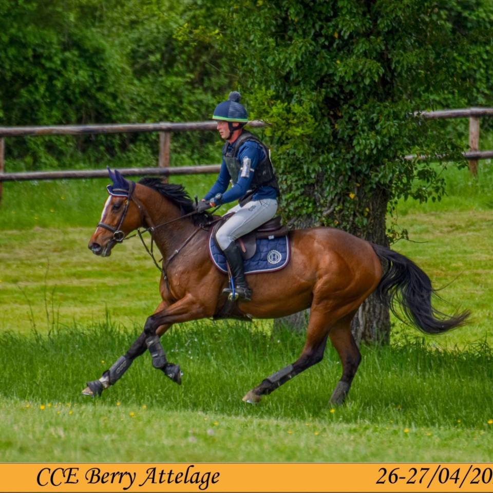 Gelding Thoroughbred For sale 2019 Bay