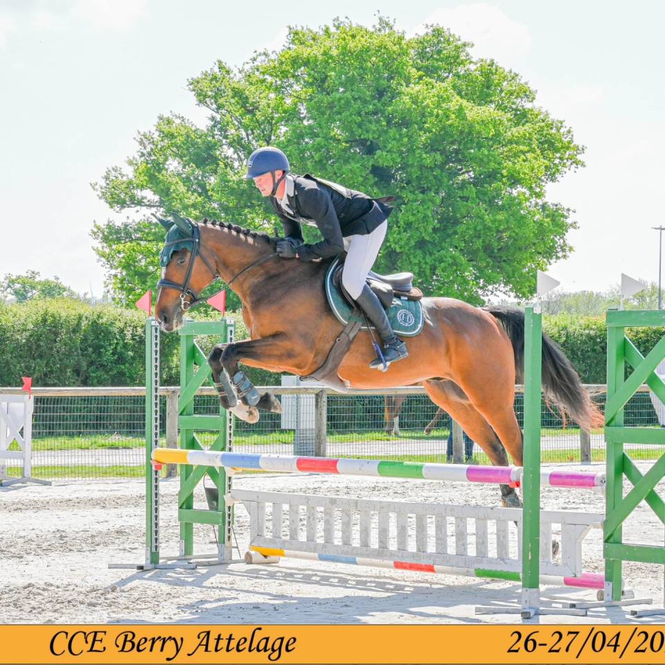 Gelding Thoroughbred For sale 2019 Bay