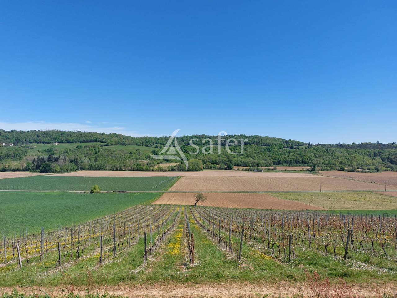 Vineyard  Pyrénées-Atlantiques