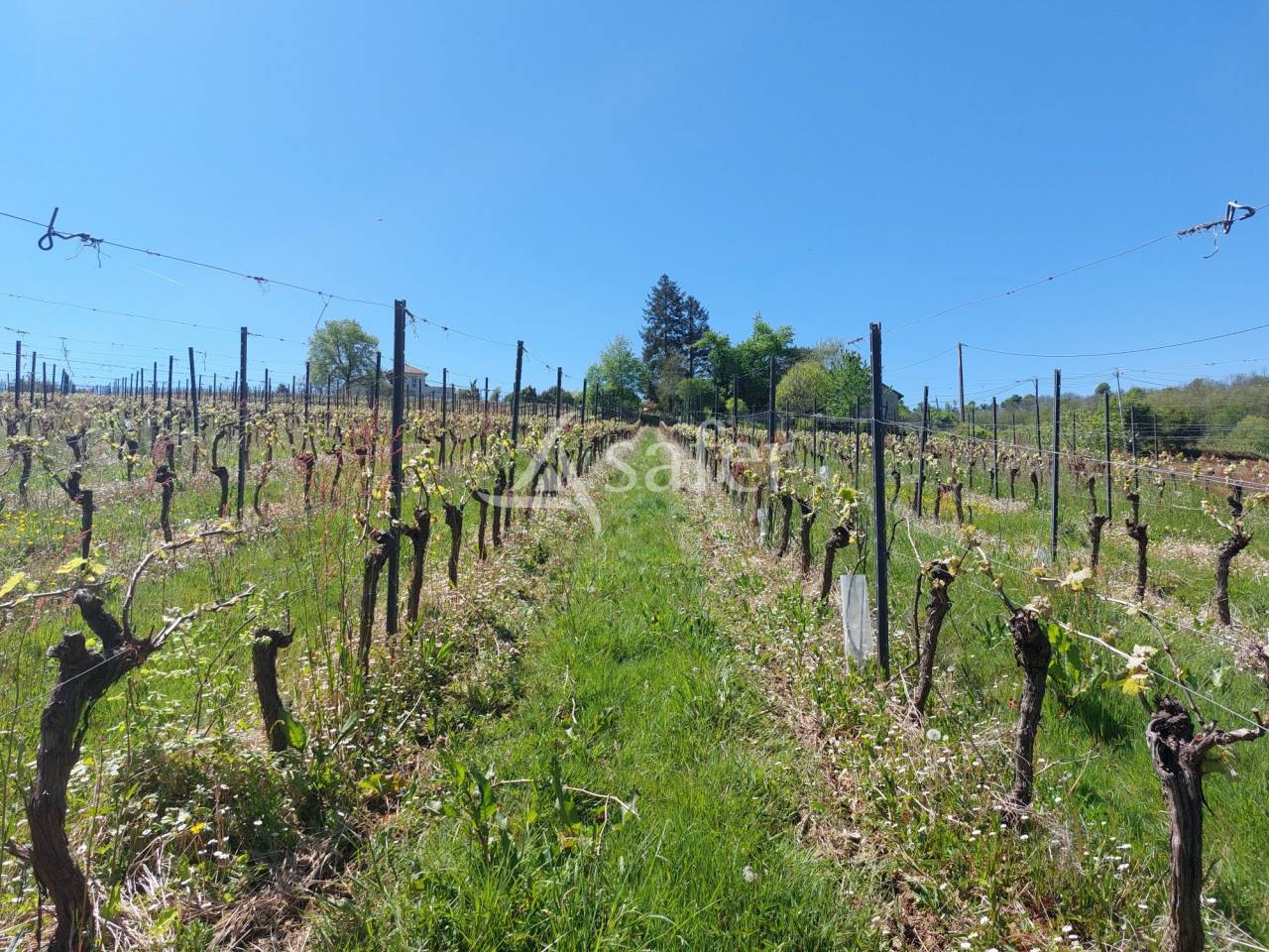 Vineyard  Pyrénées-Atlantiques