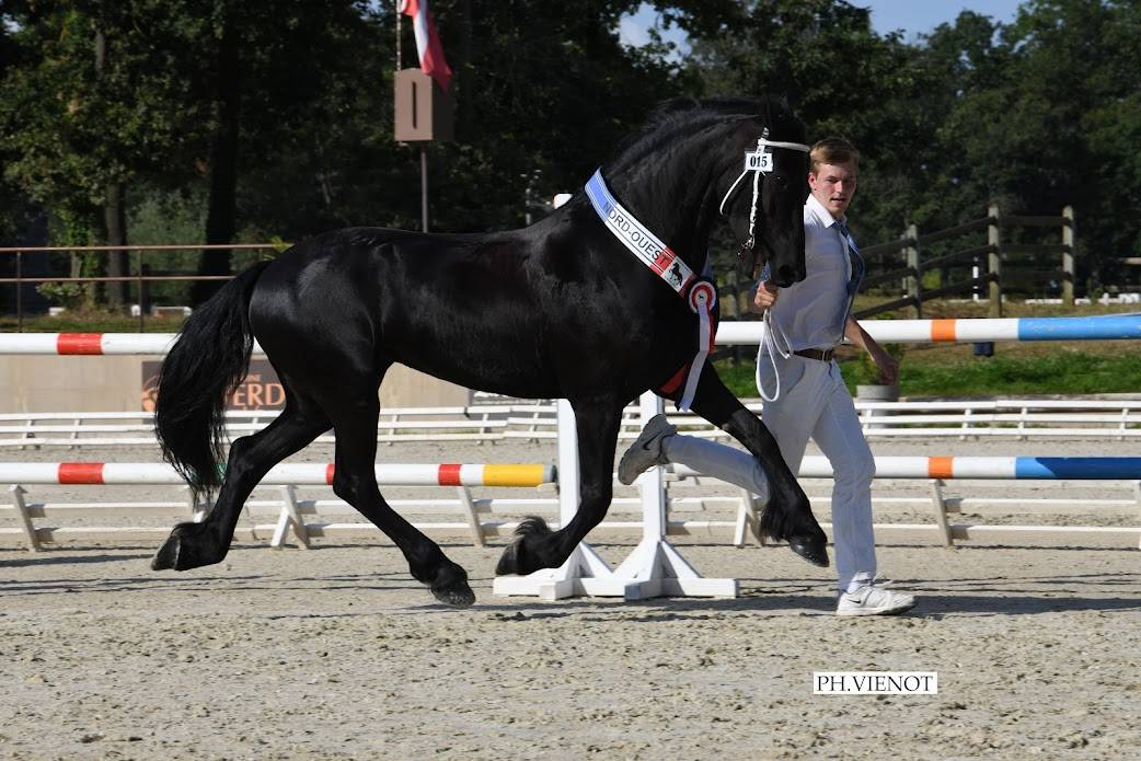 Colt Friesian For sale 2025 Black
