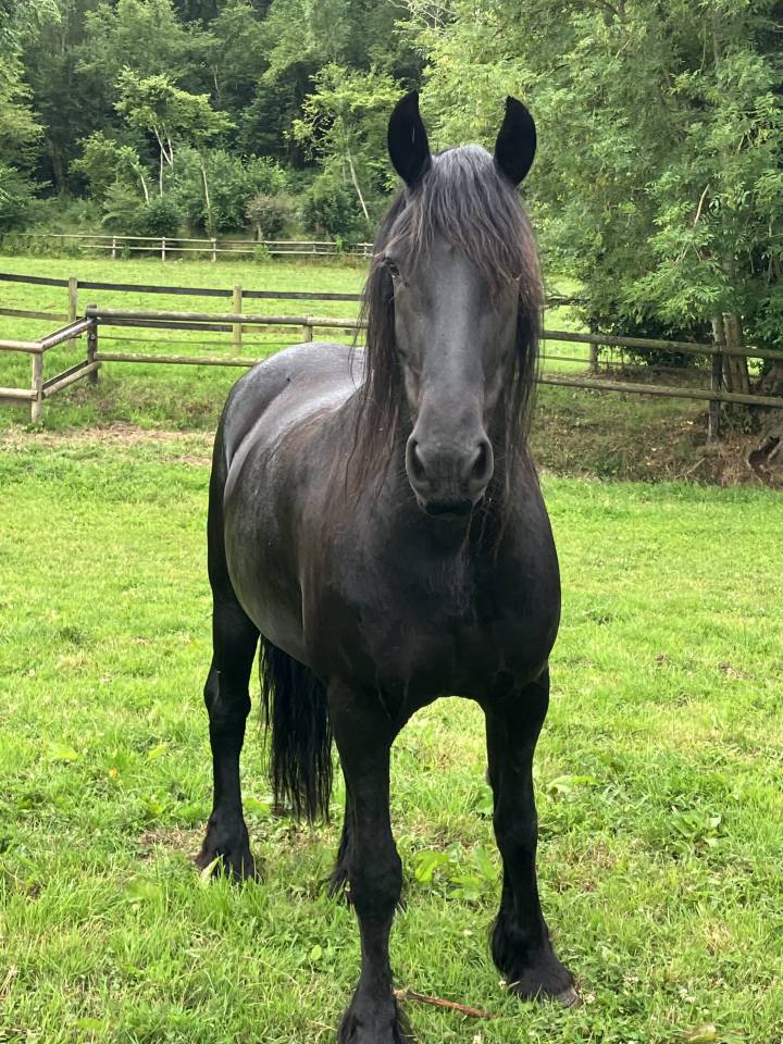 Colt Friesian For sale 2025 Black