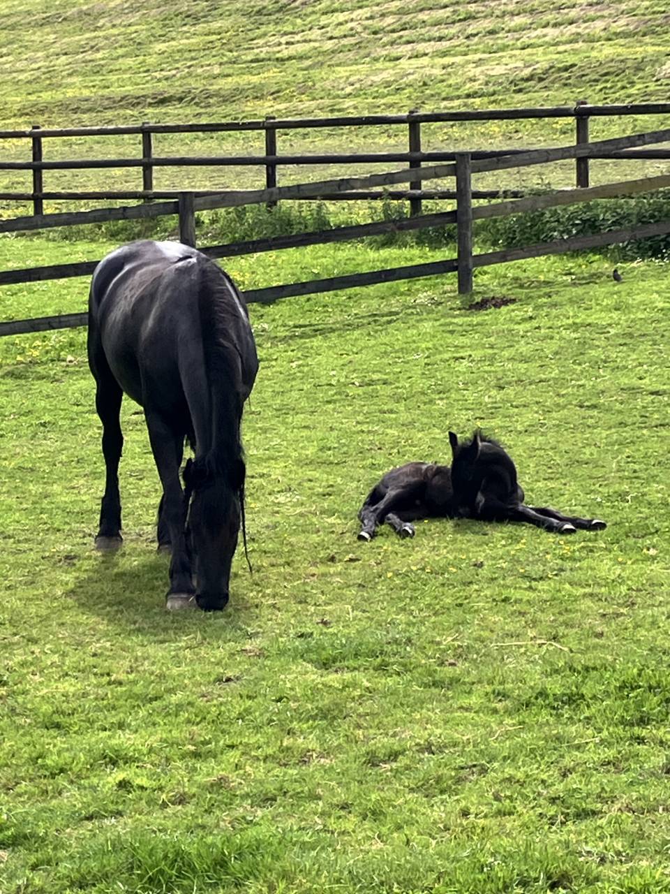 Colt Friesian For sale 2025 Black